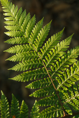 Ctenitis subglandulosa (Ctenitis subglandulosa)