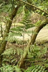 Ctenitis subglandulosa (Ctenitis subglandulosa)