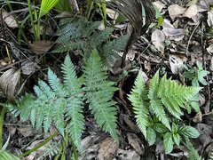 Ctenitis subglandulosa (Ctenitis subglandulosa)