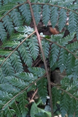 Ctenitis subglandulosa (Ctenitis subglandulosa)