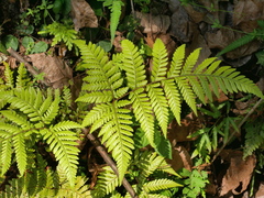 Ctenitis subglandulosa (Ctenitis subglandulosa)