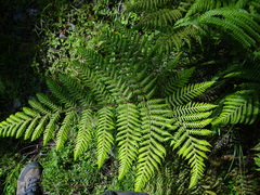 Ctenitis subglandulosa (Ctenitis subglandulosa)
