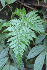 Ctenitis subglandulosa (Ctenitis subglandulosa)