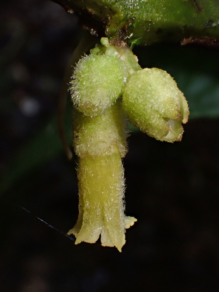 Cuatresia colombiana (Cuatresia colombiana)