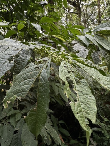 Cuatresia riparia (Cuatresia riparia)