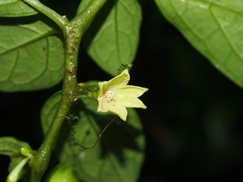 Cuatresia riparia (Cuatresia riparia)