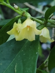 Cuatresia riparia (Cuatresia riparia)