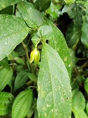 Cuatresia riparia (Cuatresia riparia)