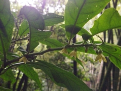 Cuatresia riparia (Cuatresia riparia)