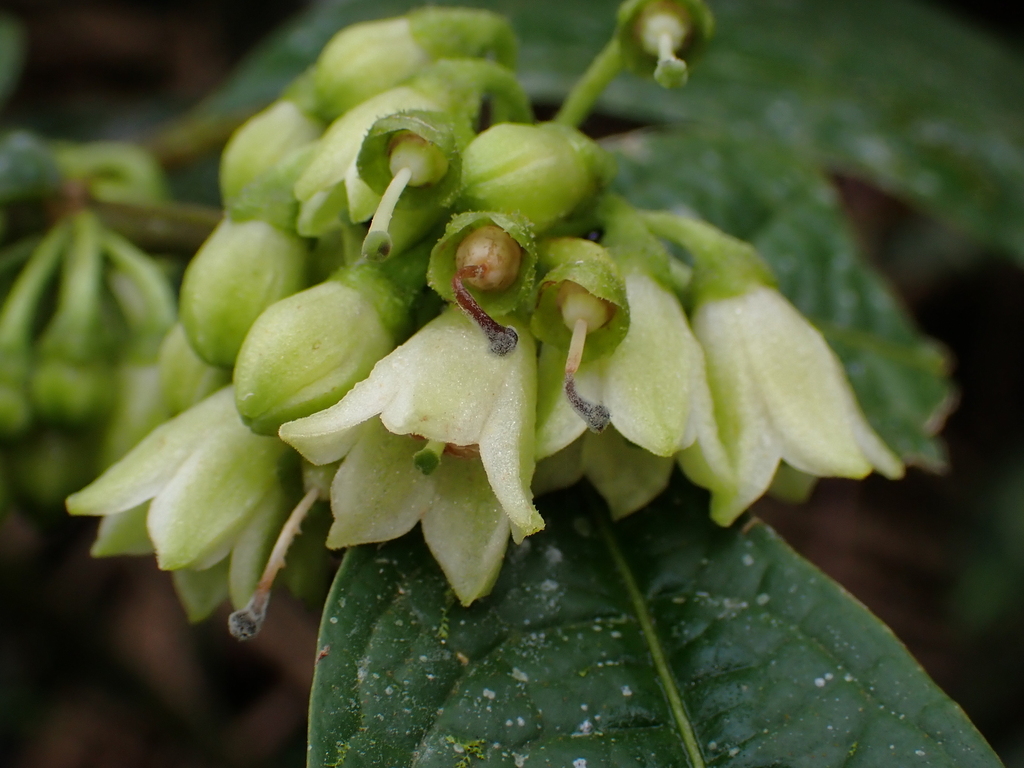 Cuatresia riparia (Cuatresia riparia)