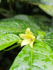 Cuatresia riparia (Cuatresia riparia)
