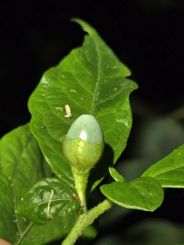 Cuatresia riparia (Cuatresia riparia)