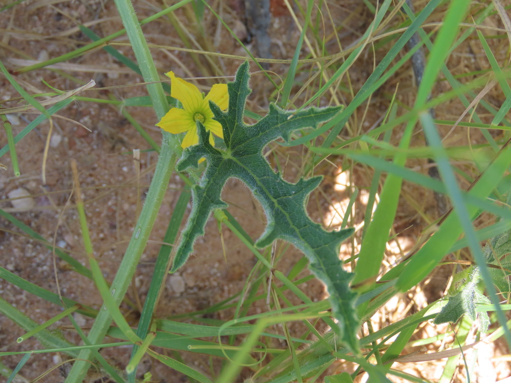 Cucumis kalahariensis (Cucumis kalahariensis)