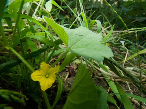 Muskmelon (Cucumis melo)