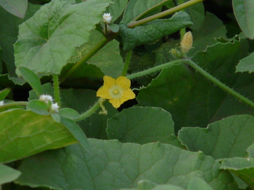 Muskmelon