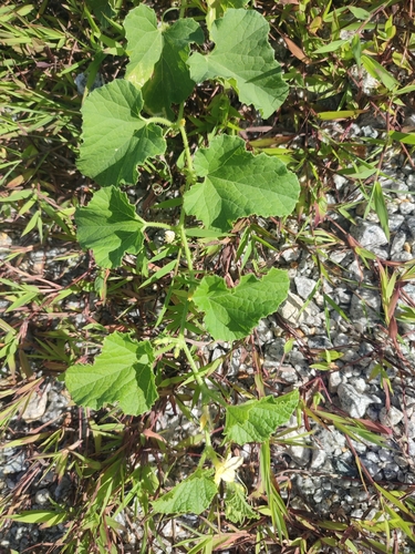 Muskmelon (Cucumis melo)