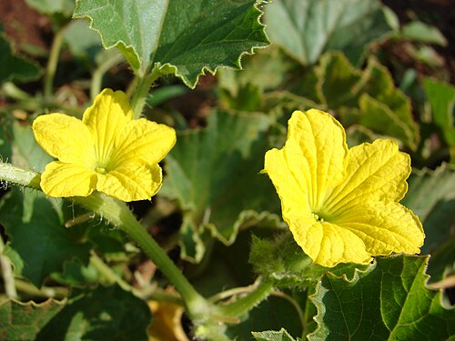 Muskmelon: Cucumis melo (cantaloupe flowers). Location: Maui, Makawao