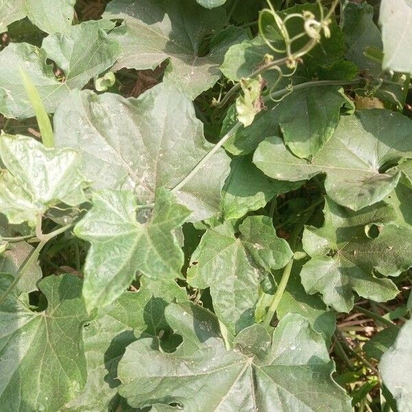 Muskmelon (Cucumis melo)