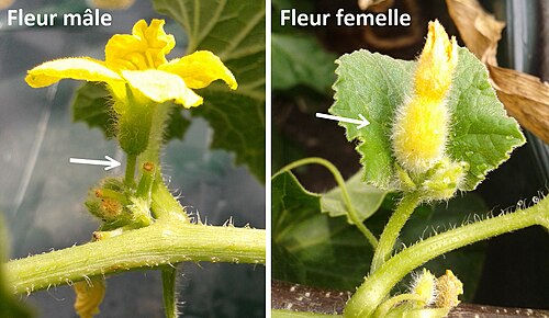 Muskmelon: Male and female melon flowers