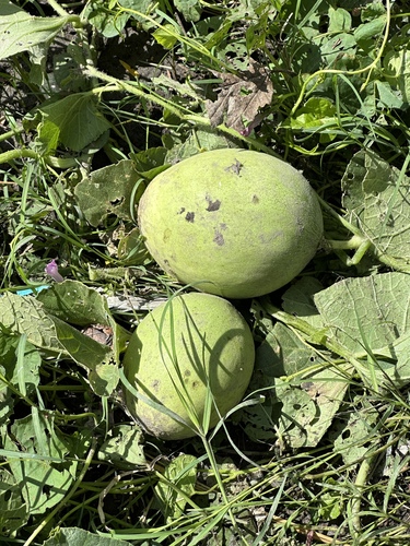Muskmelon (Cucumis melo)