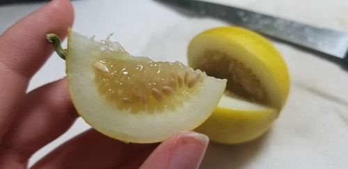 Muskmelon (Cucumis melo)