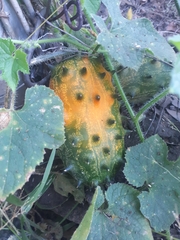African horned cucumber (Cucumis metuliferus)