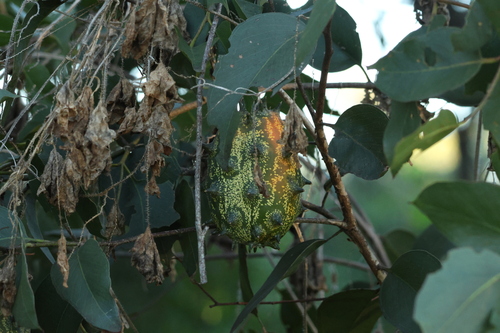African horned cucumber (Cucumis metuliferus)