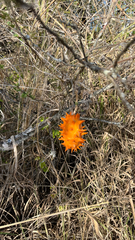African horned cucumber (Cucumis metuliferus)