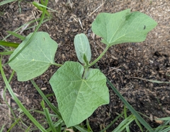 African horned cucumber (Cucumis metuliferus)