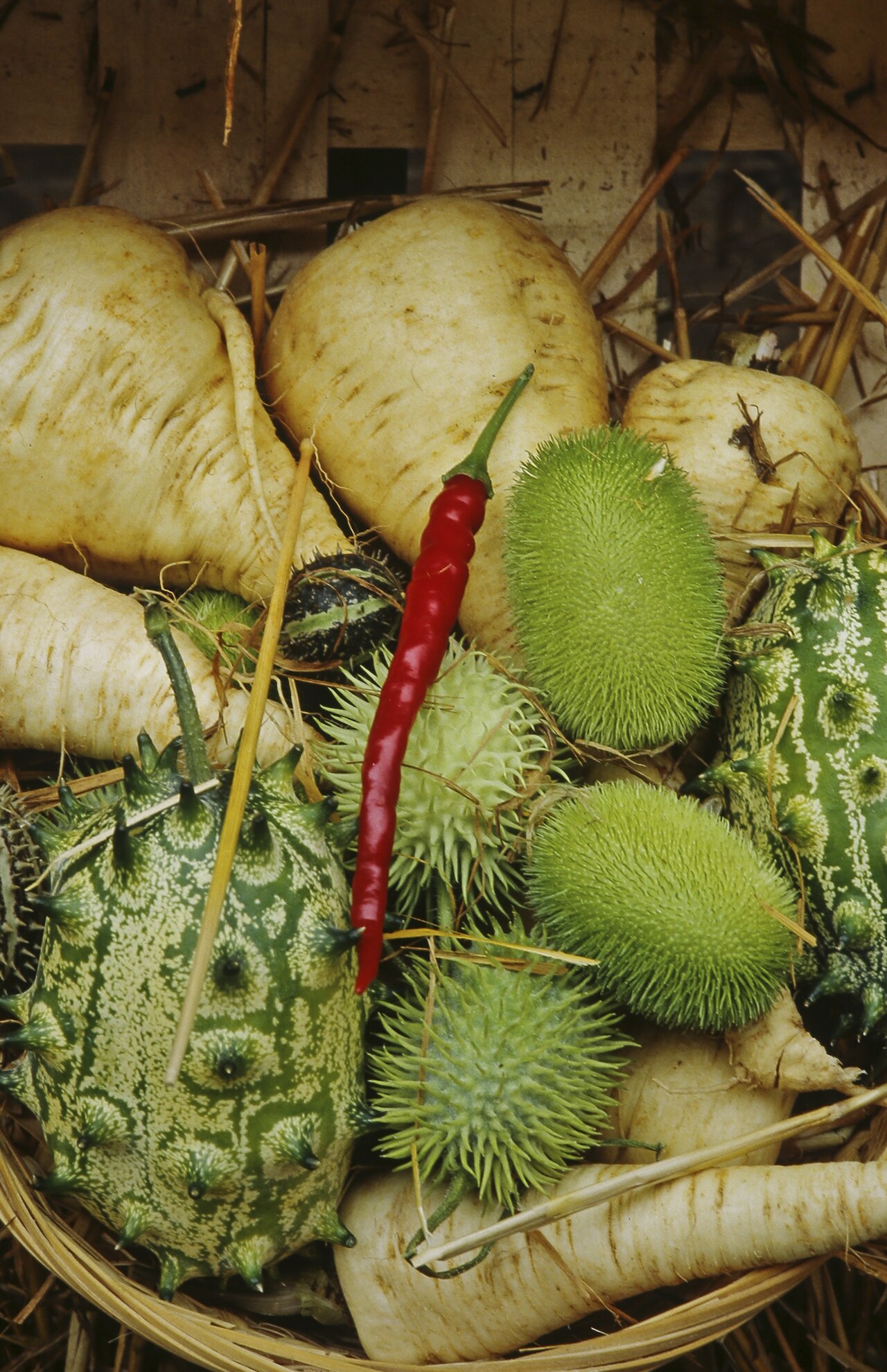 African horned cucumber: INRA, Jean Weber