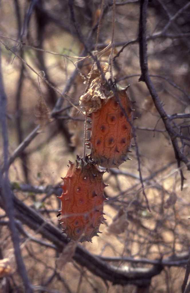 African horned cucumber (Cucumis metuliferus)