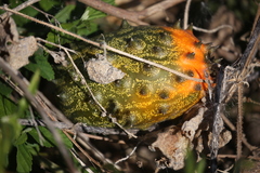 African horned cucumber (Cucumis metuliferus)