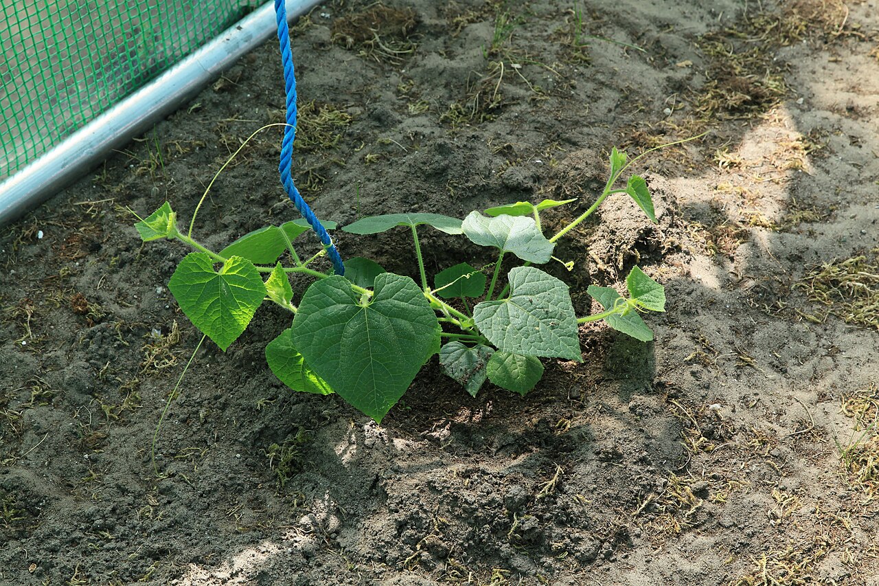 African horned cucumber: Kultivierungsversuch der Horngurke / Kiwano "Cucumis metuliferus" im sandigen Boden eines Gartens in Kluse (Emsland) . Hier in einem offenen (für bestäubende In