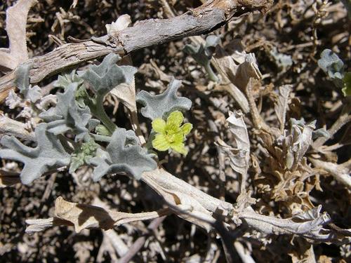 Cucumis rigidus (Cucumis rigidus)