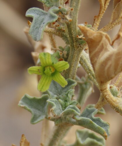 Cucumis rigidus (Cucumis rigidus)