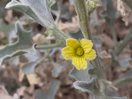 Cucumis rigidus (Cucumis rigidus)