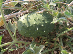 Cucumis rigidus (Cucumis rigidus)