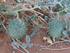Cucumis rigidus (Cucumis rigidus)