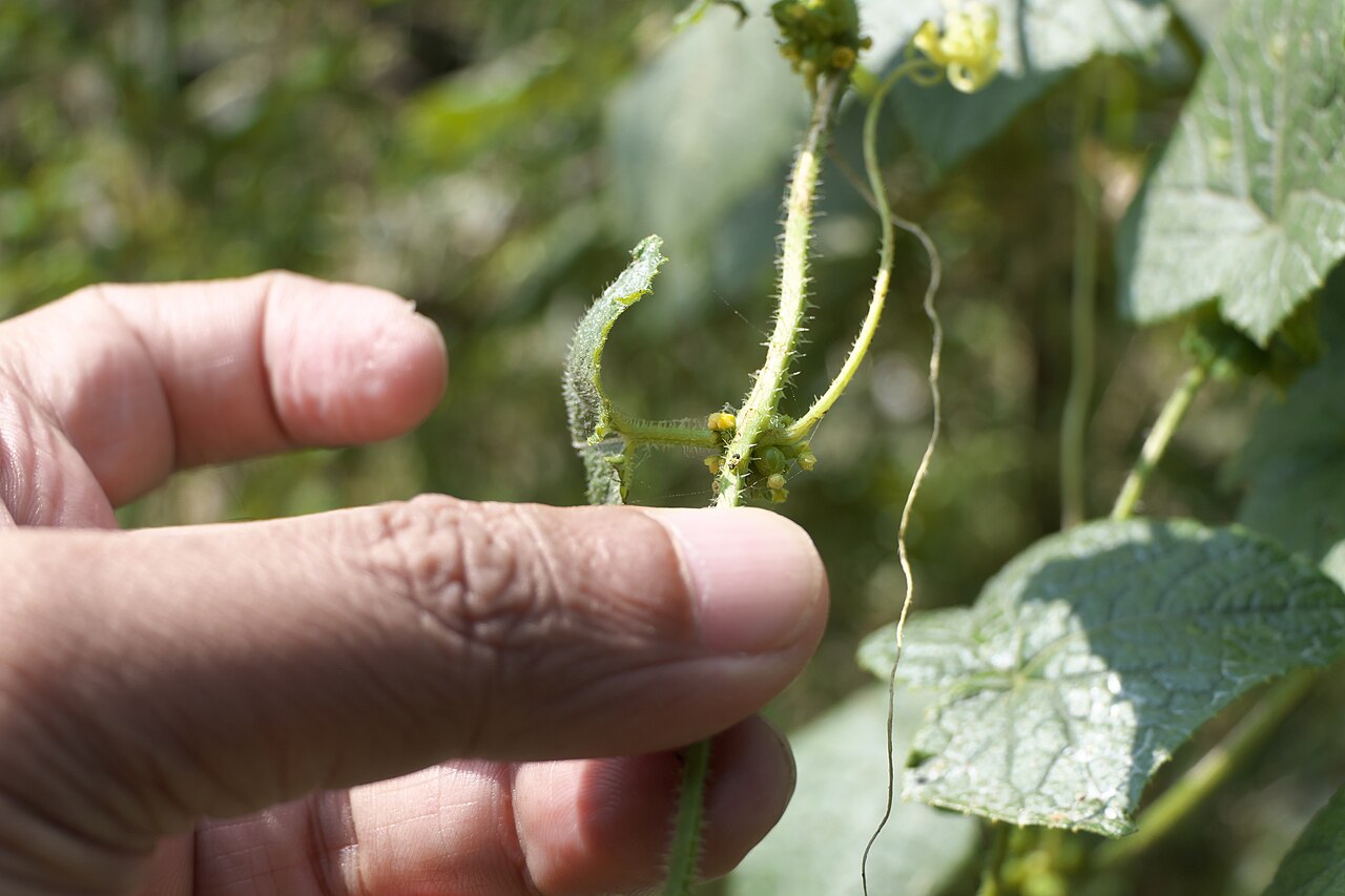 Cucumis ritchiei: Cucumis ritchiei (C.B.Clarke) Ghebret. & Thulin