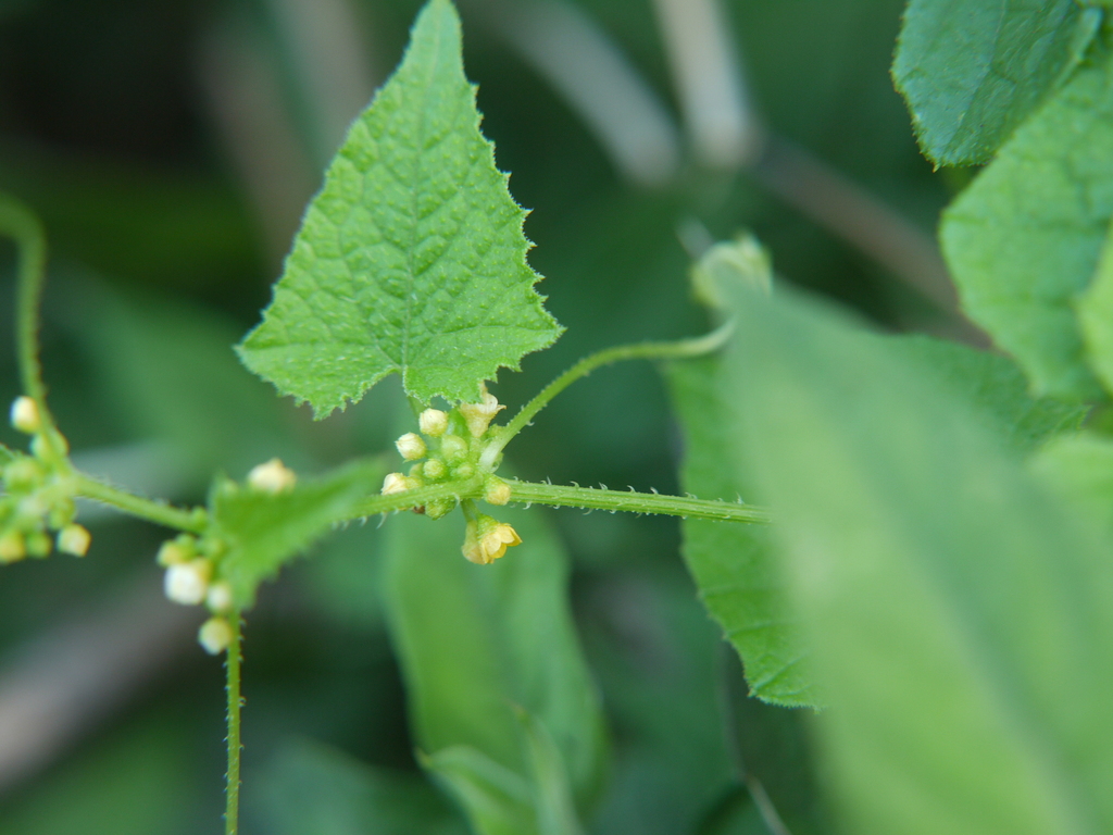 Cucumis ritchiei (Cucumis ritchiei)