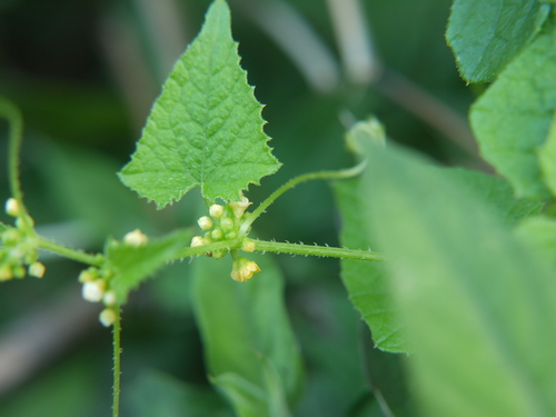Cucumis ritchiei (Cucumis ritchiei)