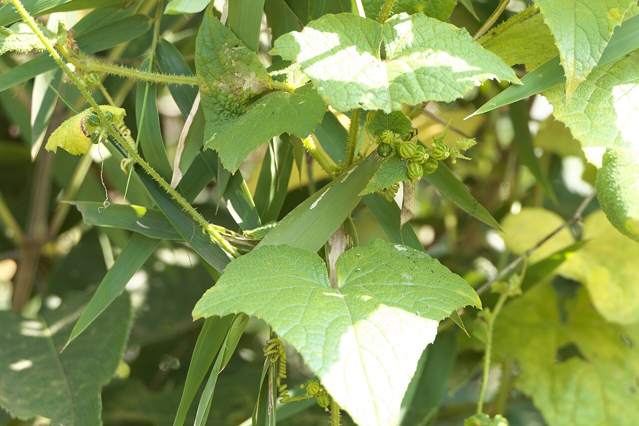 Cucumis ritchiei: Cucumis ritchiei (C.B.Clarke) Ghebret. & Thulin