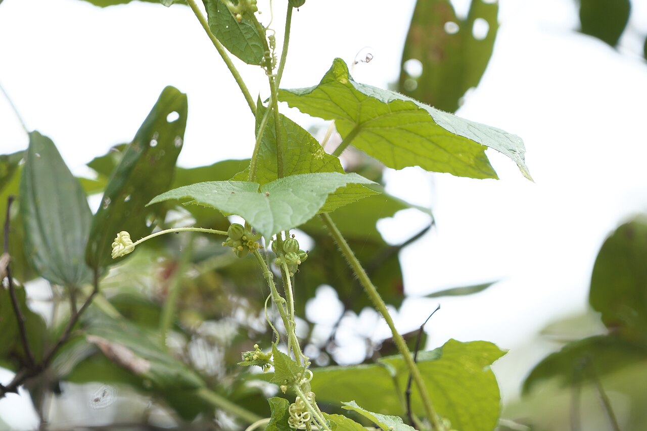 Cucumis ritchiei: Cucumis ritchiei (C.B.Clarke) Ghebret. & Thulin