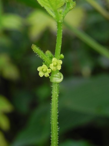 Cucumis ritchiei (Cucumis ritchiei)