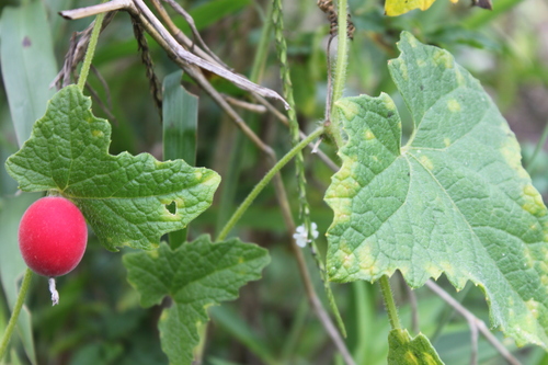 Cucumis rumphianus (Cucumis rumphianus)
