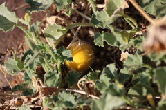 Cucumis sagittatus (Cucumis sagittatus)