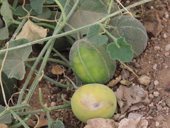 Cucumis sagittatus (Cucumis sagittatus)