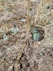Cucumis sagittatus (Cucumis sagittatus)