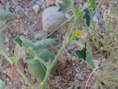 Cucumis sagittatus (Cucumis sagittatus)