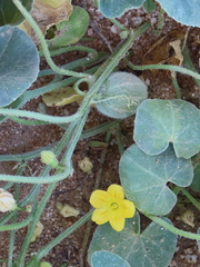 Cucumis sagittatus (Cucumis sagittatus)